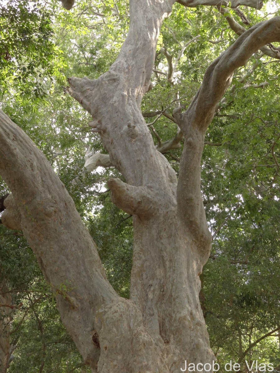 Terminalia arjuna (Roxb. ex DC.) Wight & Arn.